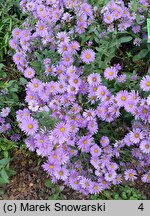 Aster-ozdobne JS Barts Blue Beauty