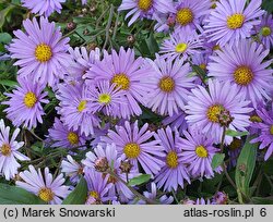 Aster-ozdobne JS Barts Blue Beauty