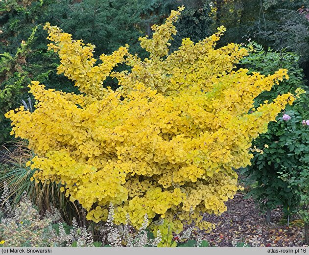 Ginkgo biloba Globus