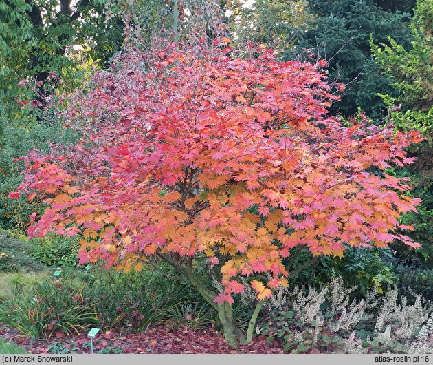 Acer japonicum Vitifolium