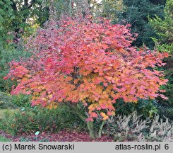 Acer japonicum Vitifolium