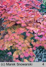 Acer japonicum Vitifolium