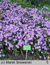 Symphyotrichum novi-belgii Royal Blue