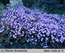 Symphyotrichum novi-belgii Royal Blue