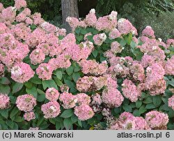 Hydrangea paniculata Magical Mont Blanc