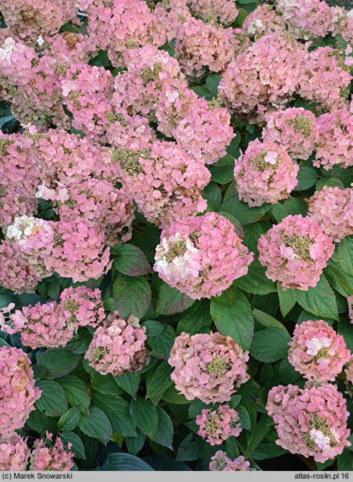 Hydrangea paniculata Magical Mont Blanc