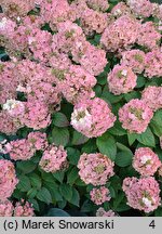 Hydrangea paniculata Magical Mont Blanc