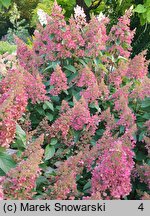 Hydrangea paniculata Baby Lace