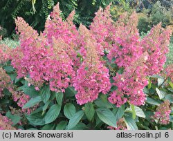 Hydrangea paniculata Baby Lace