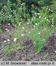 Aster iinumae Hortensis