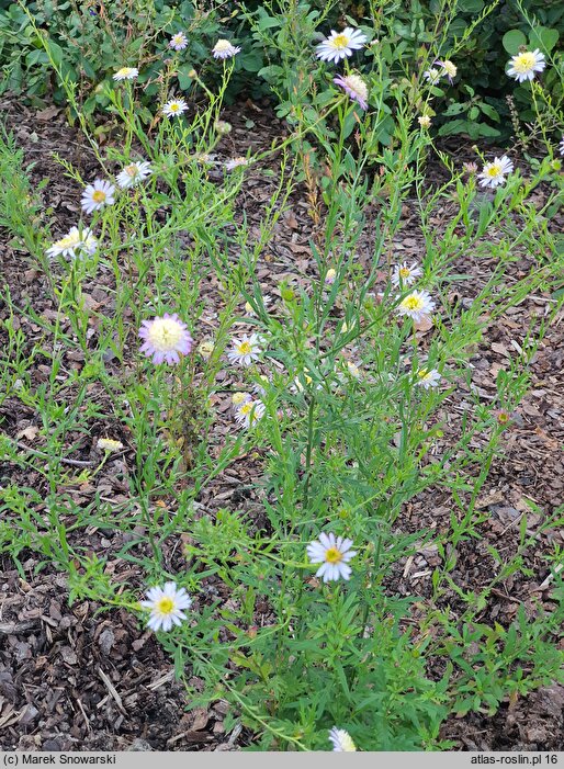 Aster iinumae (aster pierzastolistny)