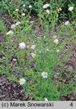 Aster iinumae Hortensis