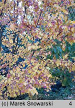 Sorbus alnifolia (jarząb olszolistny)