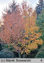 Sorbus alnifolia (jarząb olszolistny)