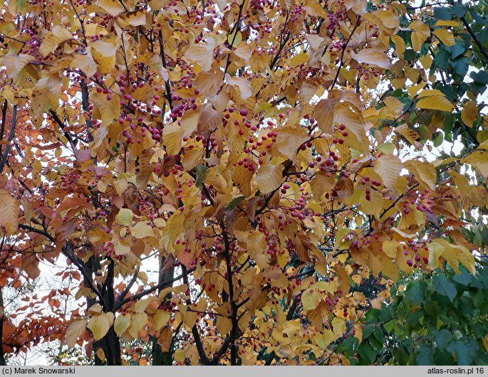 Sorbus alnifolia (jarząb olszolistny)