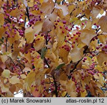 Sorbus alnifolia (jarząb olszolistny)