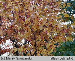 Sorbus alnifolia (jarząb olszolistny)