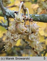 Corylopsis spicata (leszczynowiec kłosowy)