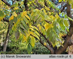 Juglans ailantifolia (orzech ajlantolistny)