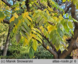 Juglans ailantifolia (orzech ajlantolistny)