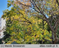 Juglans ailantifolia (orzech ajlantolistny)