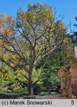 Juglans ailantifolia (orzech ajlantolistny)