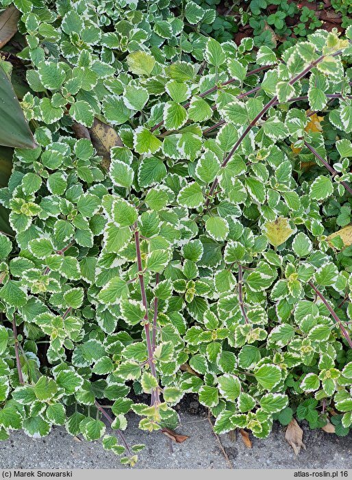 Coleus paniculatus