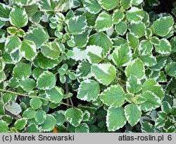 Coleus paniculatus