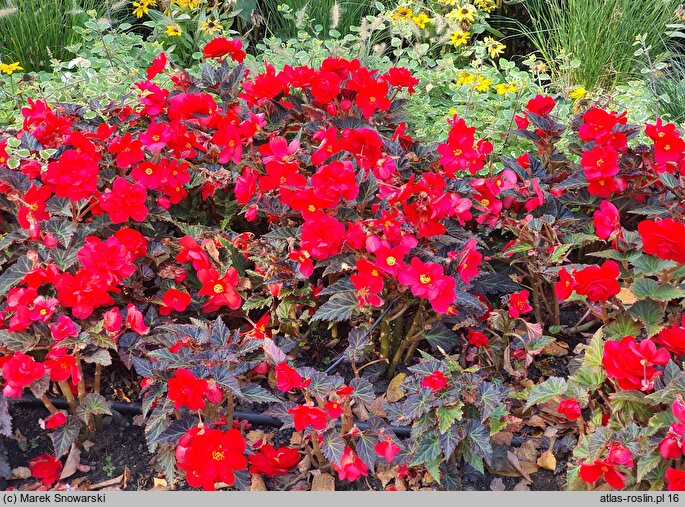 Begonia ×tuberhybrida Go!EARLY Cherry Bronze Leaf