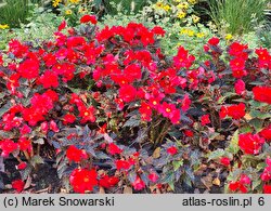 Begonia ×tuberhybrida Go!EARLY Cherry Bronze Leaf