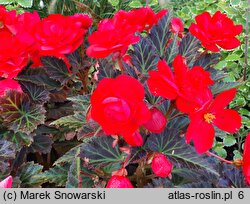 Begonia ×tuberhybrida Go!EARLY Cherry Bronze Leaf