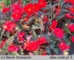 Begonia ×tuberhybrida Go!EARLY Cherry Bronze Leaf