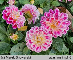Dahlia hort. Sincerity