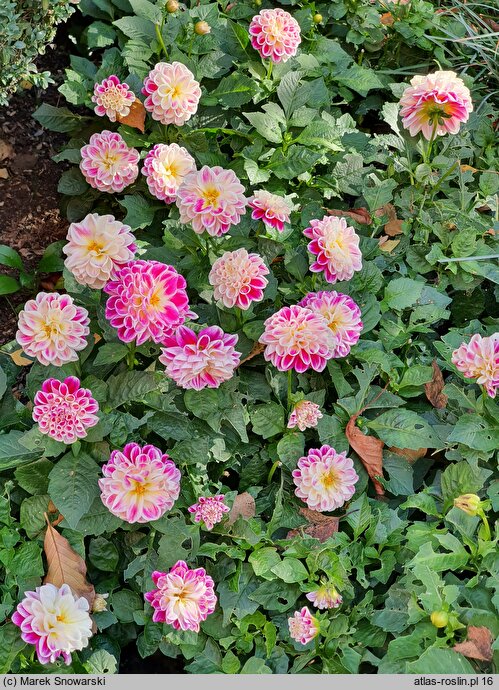 Dahlia hort. Sincerity
