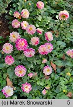 Dahlia hort. Sincerity