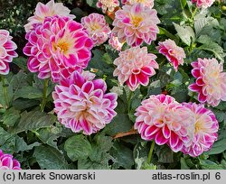 Dahlia hort. Sincerity