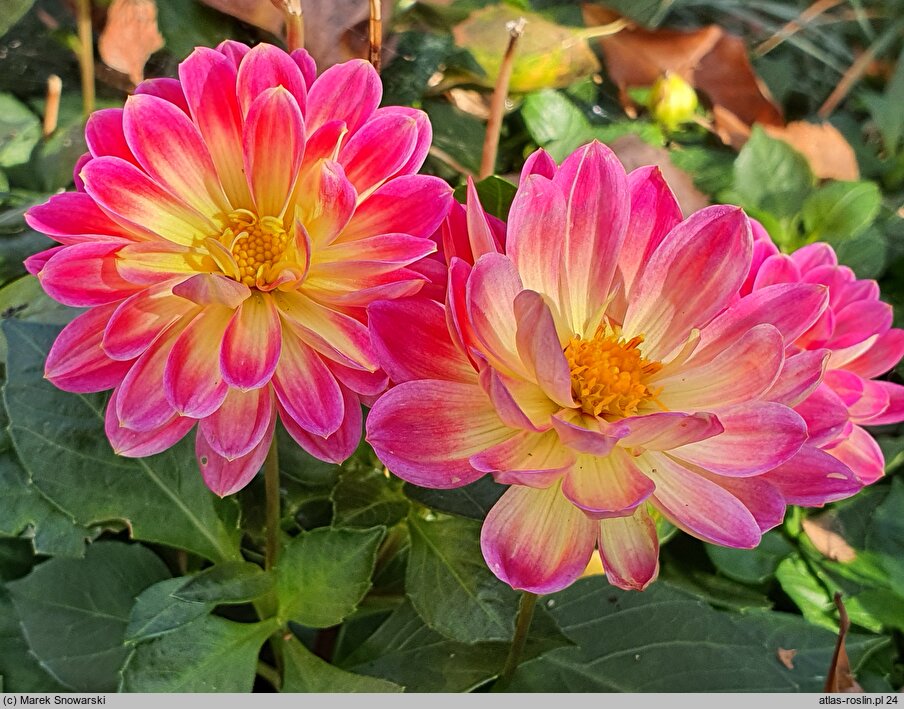 Dahlia hort. Irene Red Orange