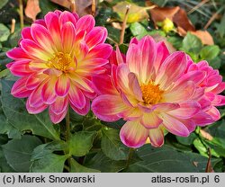Dahlia hort. Irene Red Orange