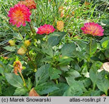 Dahlia hort. Irene Red Orange