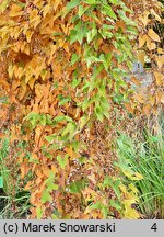 Dioscorea balcanica (pochrzyn bałkański)