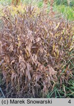 Chasmanthium latifolium (obiedka szerokolistna)