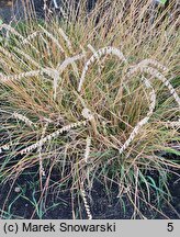 Bouteloua curtipendula (butelua groniasta)