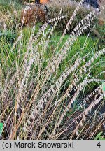 Bouteloua curtipendula (butelua groniasta)