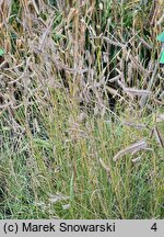 Bouteloua gracilis (butelua smukła)