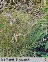 Bouteloua gracilis (butelua smukła)