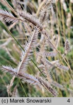 Bouteloua gracilis (butelua smukła)