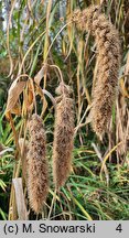 Setaria macrostachya (włośnica wielkokłosowa)