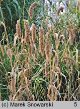 Setaria macrostachya (włośnica wielkokłosowa)