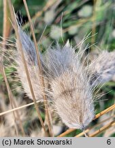 Lagurus ovatus (dmuszek jajowaty)