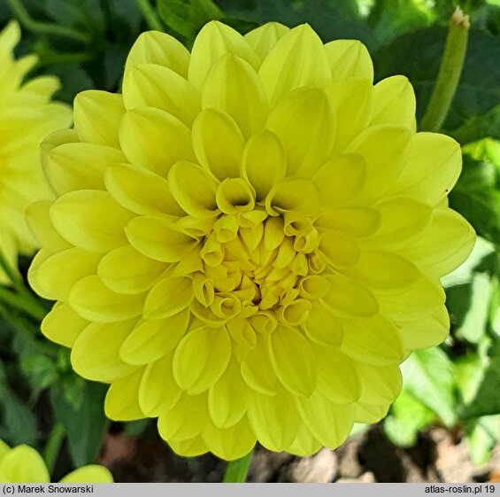Dahlia hort. Gintarine Baltija
